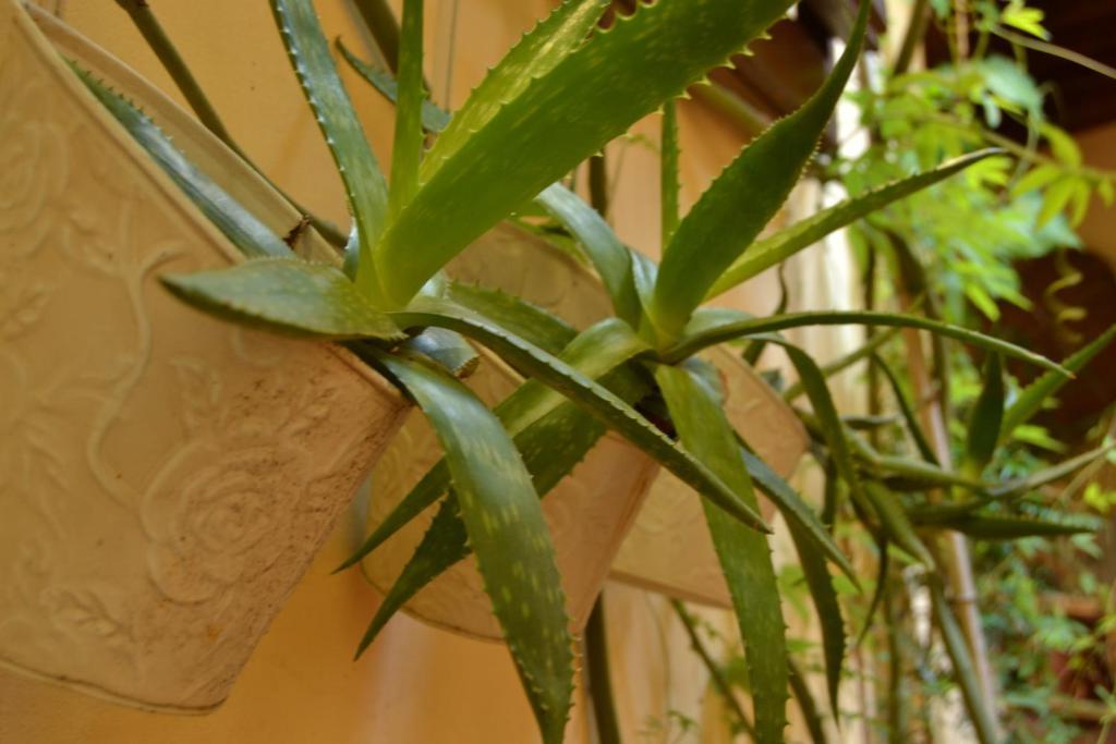Hotel Casa Pucci à Florence Extérieur photo